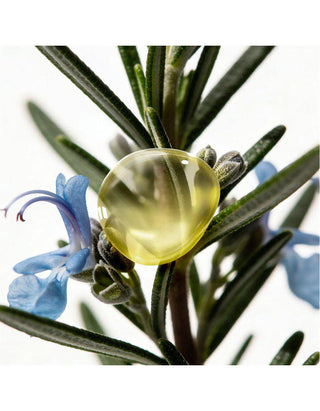 Aromessence Rosemary Officinalis